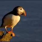 puffin im abendlicht