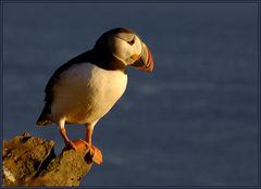 puffin im abendlicht