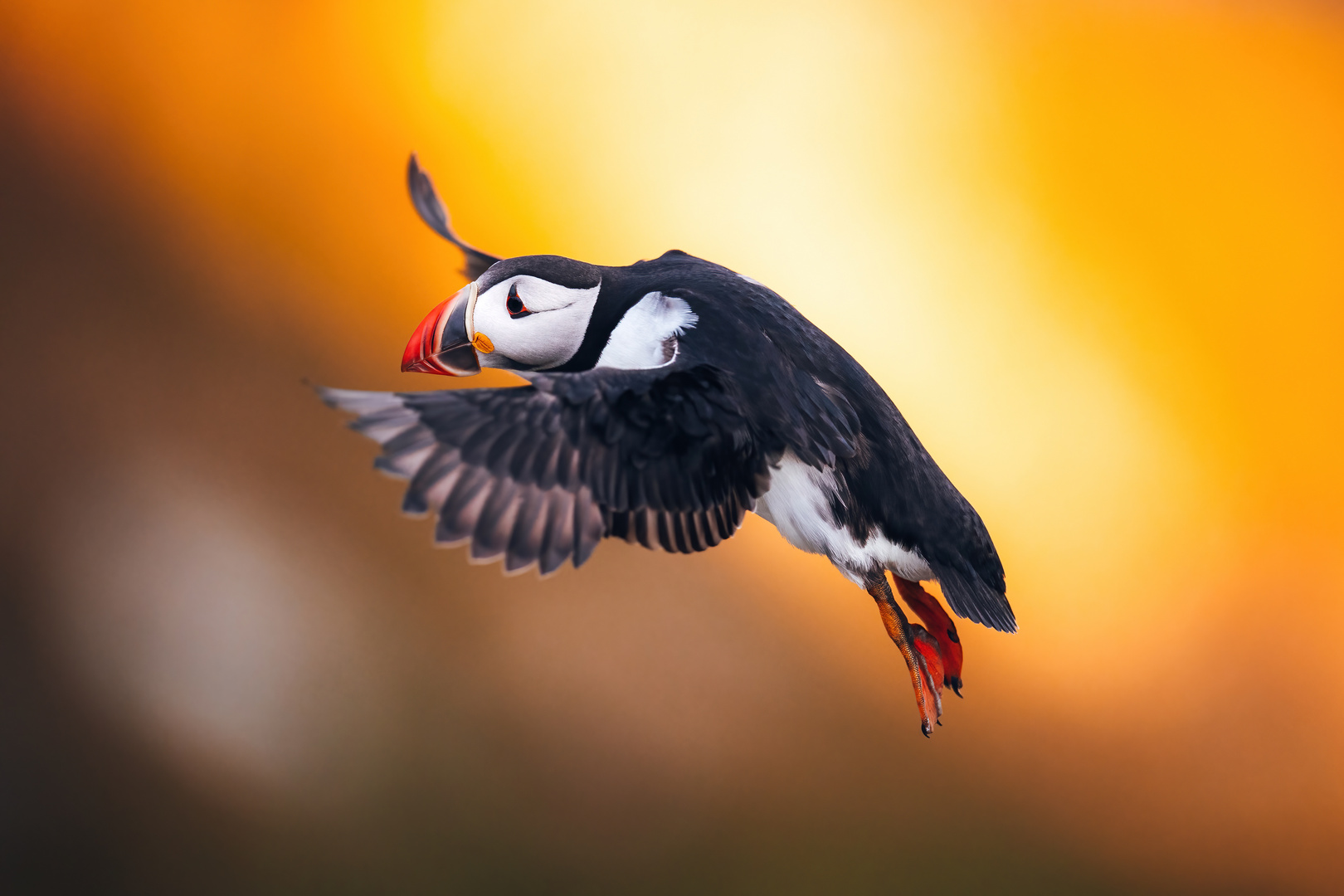 Puffin im Anflug.