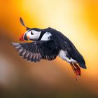 Puffin im Anflug.