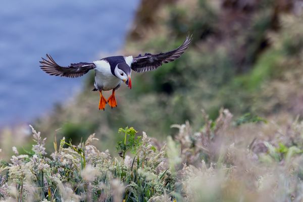 Puffin im Anflug