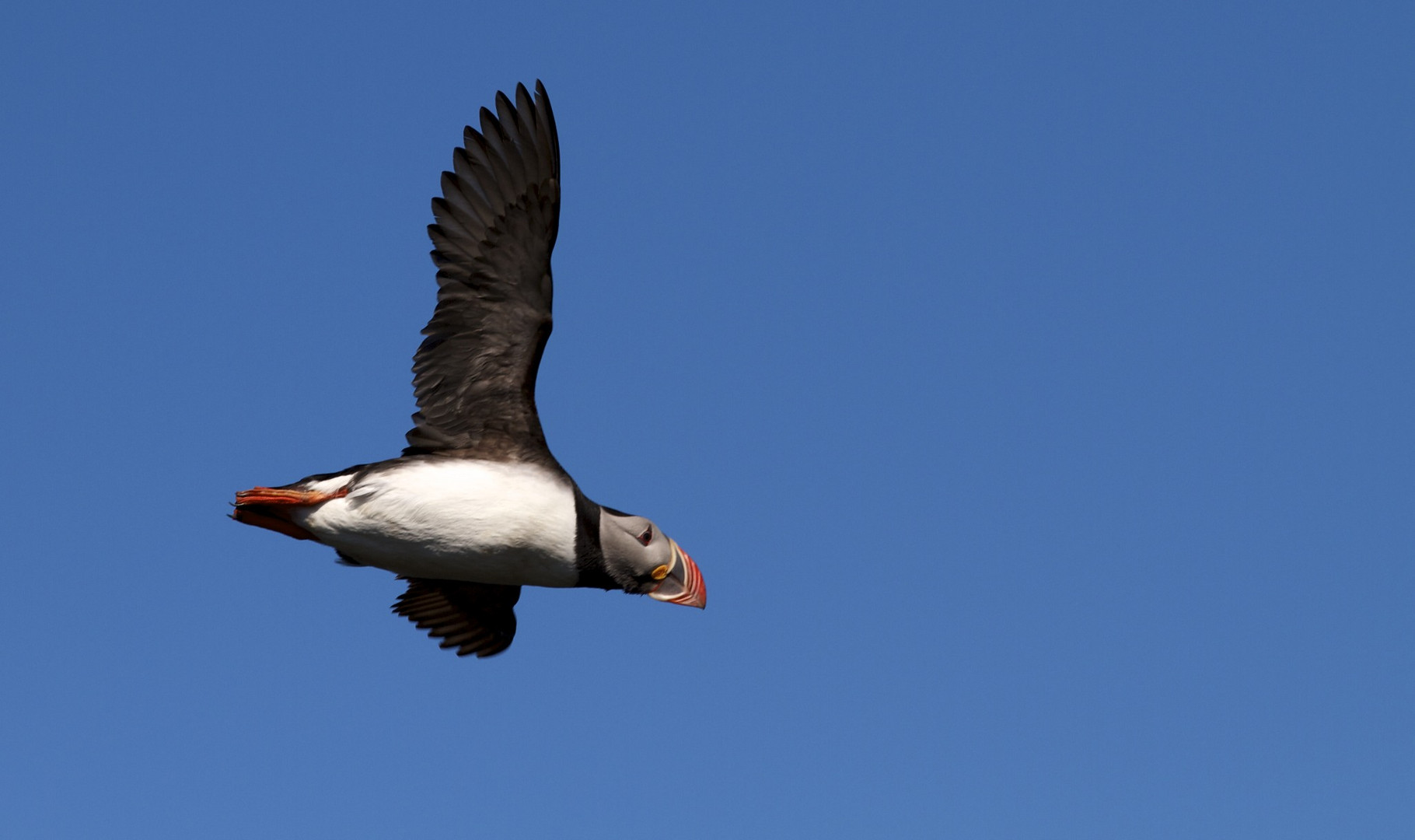 Puffin im Anflug