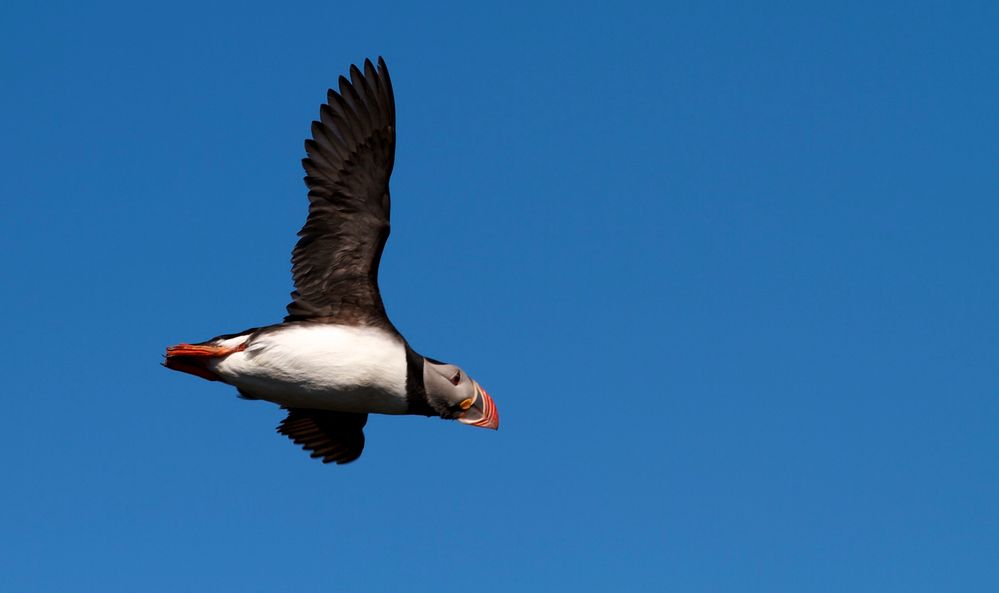 Puffin im Anflug