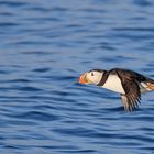 Puffin im Flug