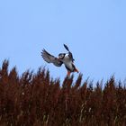 Puffin im Landeanflug