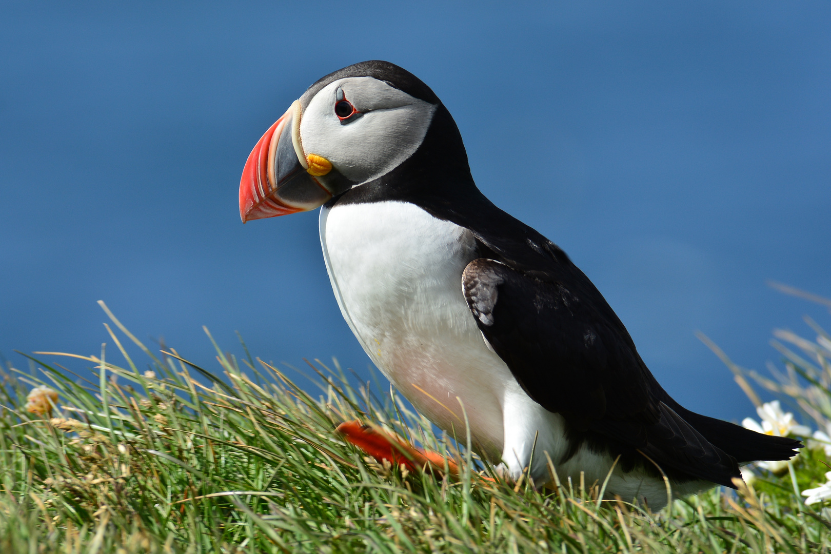 Puffin im Sauseschritt