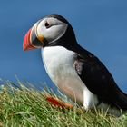 Puffin im Sauseschritt