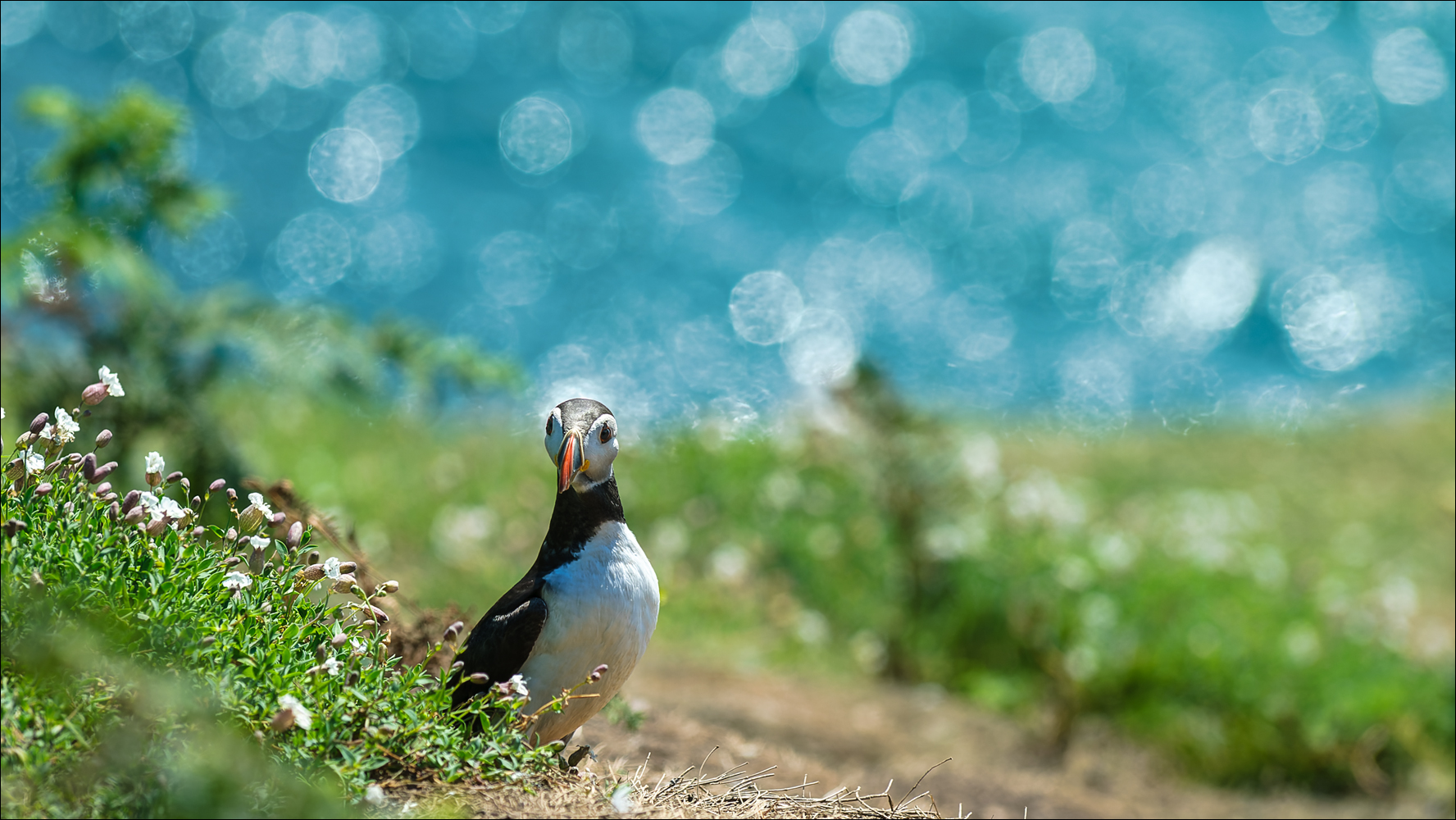 Puffin im Wunderland