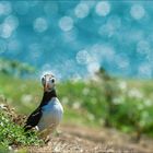 Puffin im Wunderland