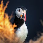 Puffin in Evening Light