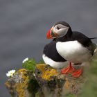 Puffin in Látrabjarg