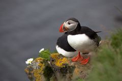 Puffin in Látrabjarg