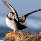 Puffin In Love