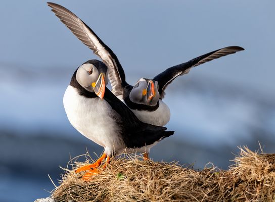 Puffin In Love