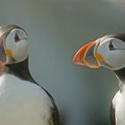 Puffin in love