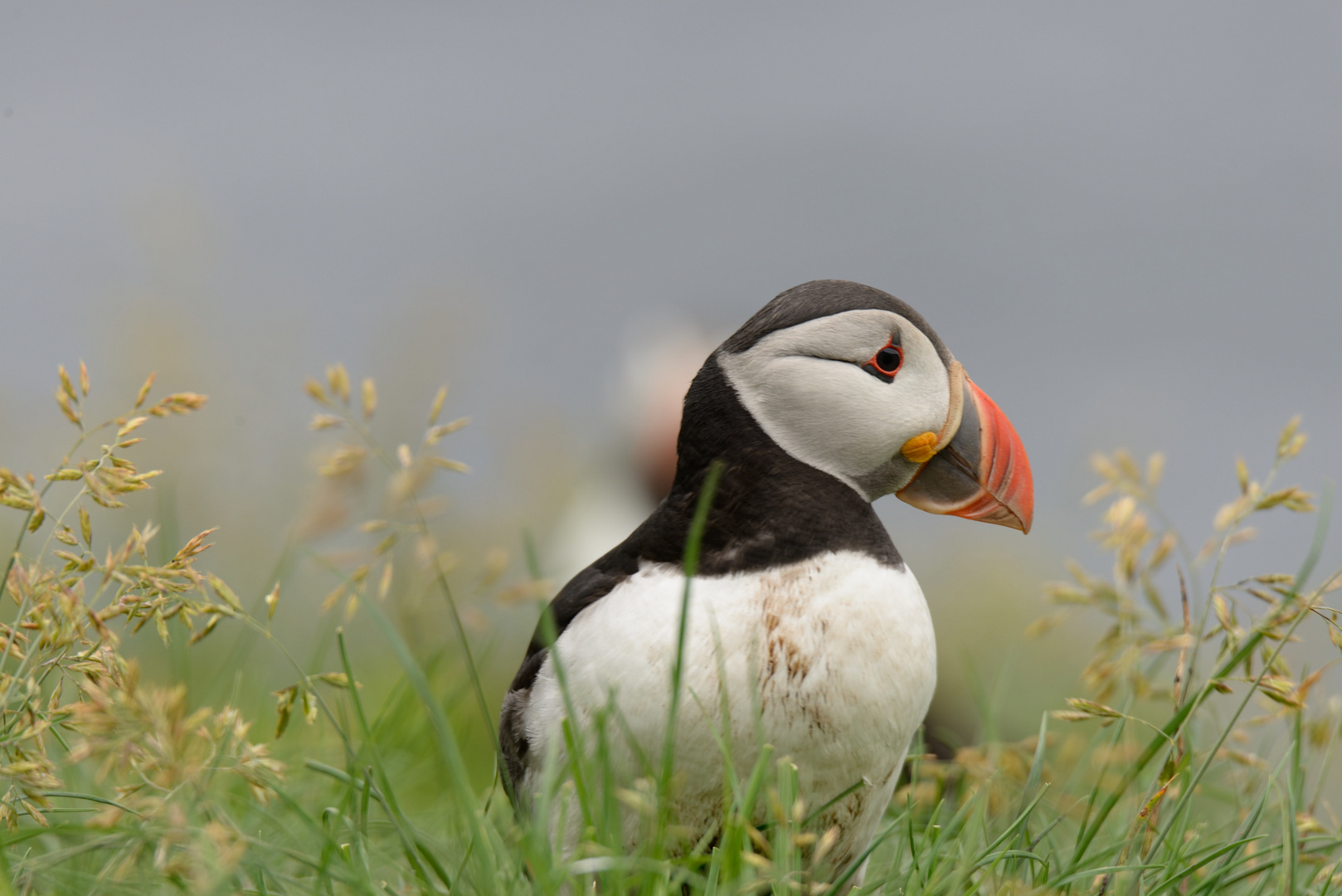 Puffin in Mykines