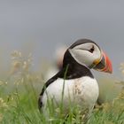 Puffin in Mykines