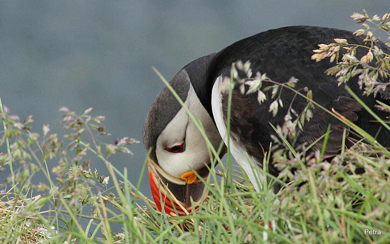 Puffin in Nordisland im Juli