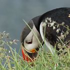 Puffin in Nordisland im Juli