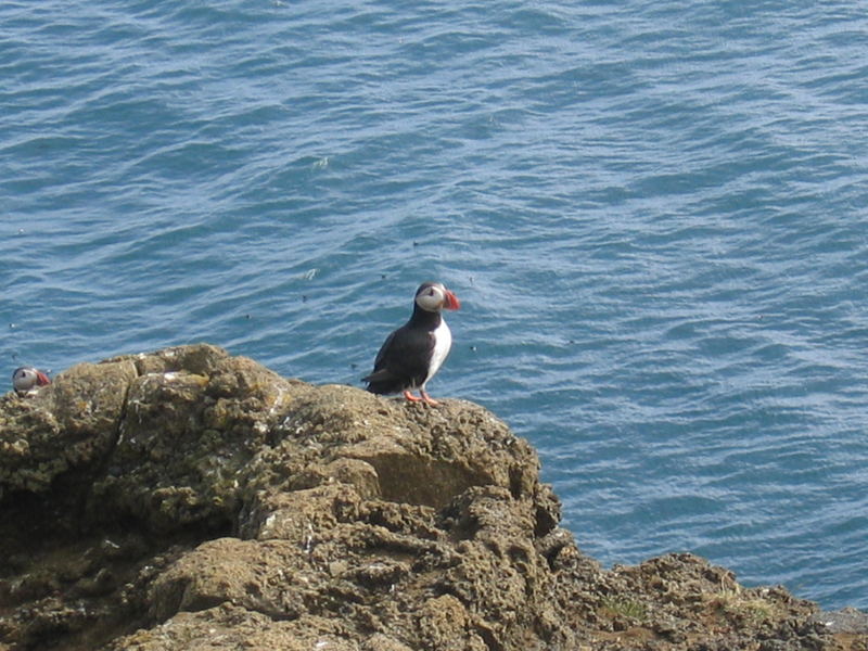 Puffin in Vestmannaeyjar, Iceland