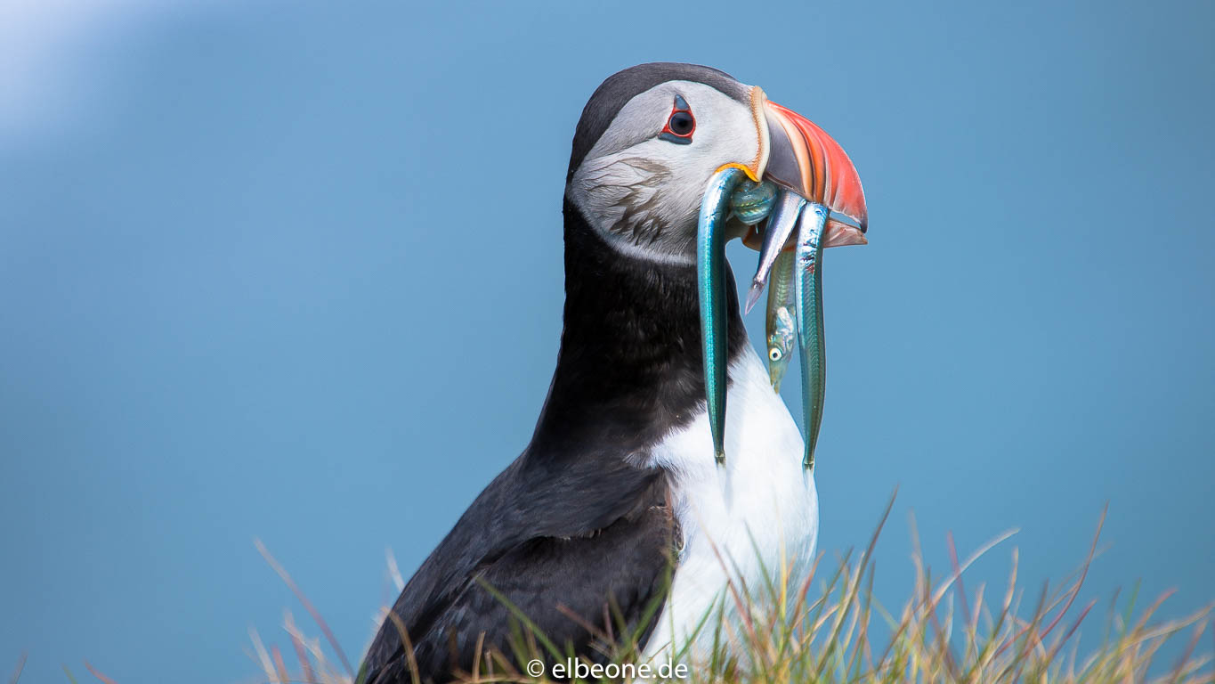 Puffin @ Ingólfshöfði