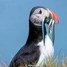 Puffin @ Ingólfshöfði