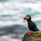 Puffin (Island) (2022)