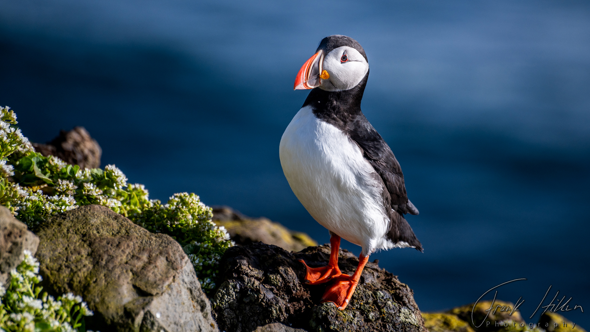 Puffin (Island)