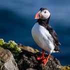 Puffin (Island)