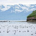 Puffin Island