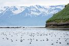 Puffin Island von BeHo 