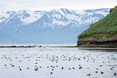 Puffin Island