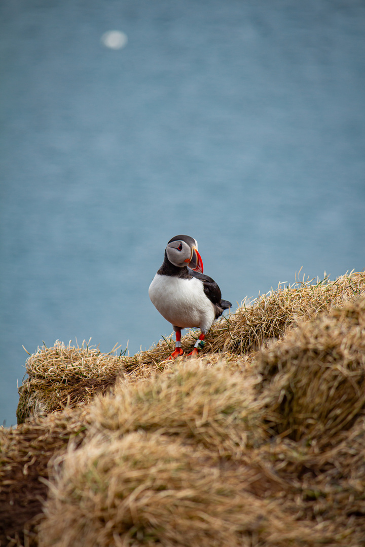 PUFFIN (ISLAND)