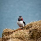 PUFFIN (ISLAND)