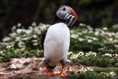 Puffin IV