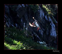 Puffin Landing