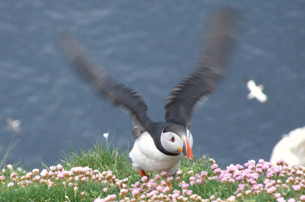 Puffin landing