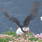 Puffin landing