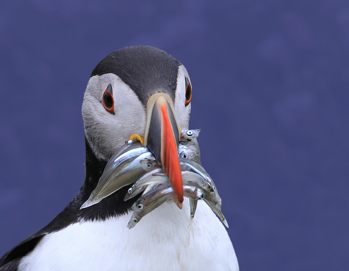 Puffin liebt Sandaal