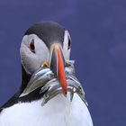 Puffin liebt Sandaal