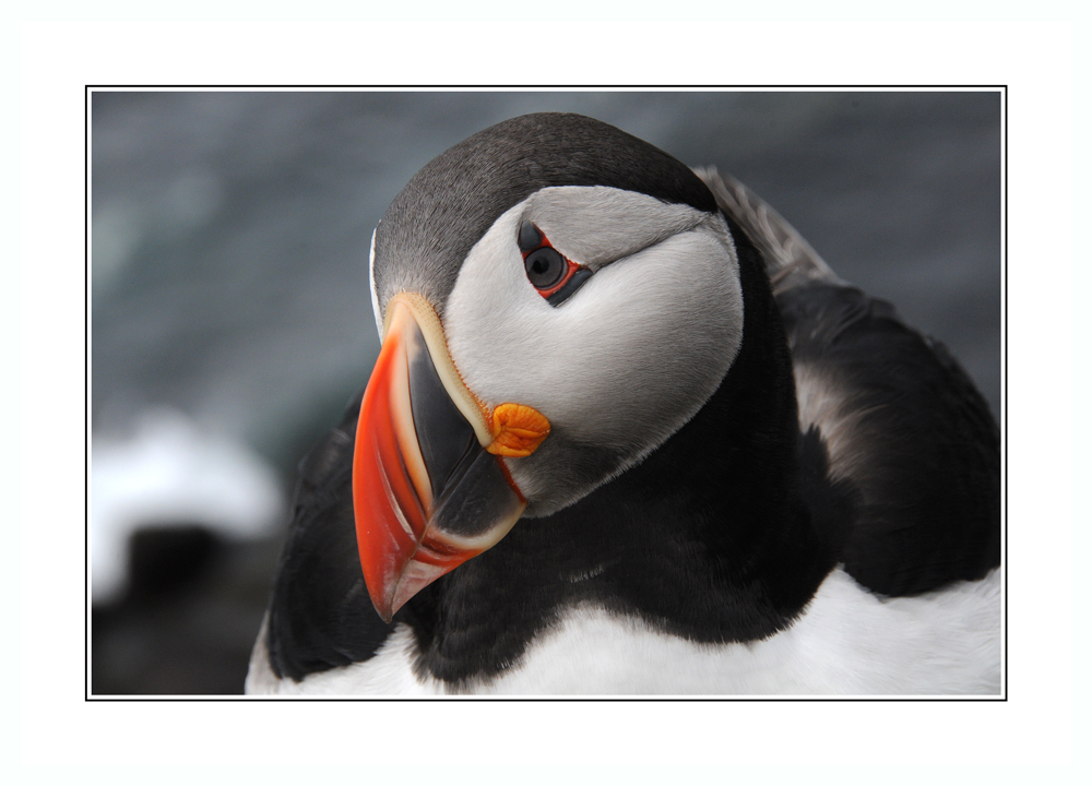 Puffin Lundi