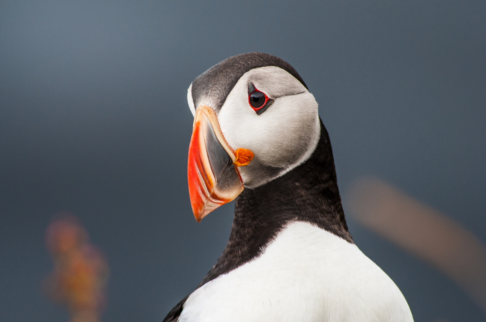 Puffin (Lundi)