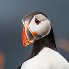 Puffin (Lundi)