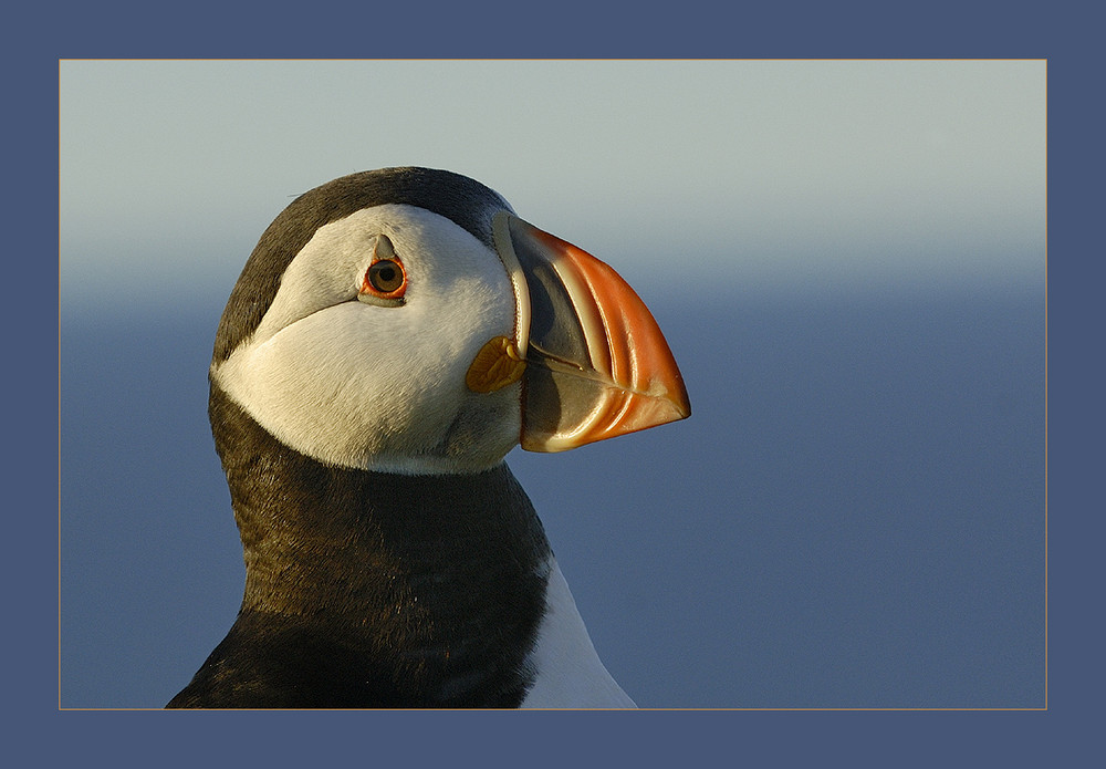 puffin - lundi - oder eben papageitaucher