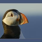 puffin - lundi - oder eben papageitaucher