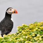 Puffin, Lundi, Papageitaucher