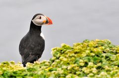 Puffin, Lundi, Papageitaucher