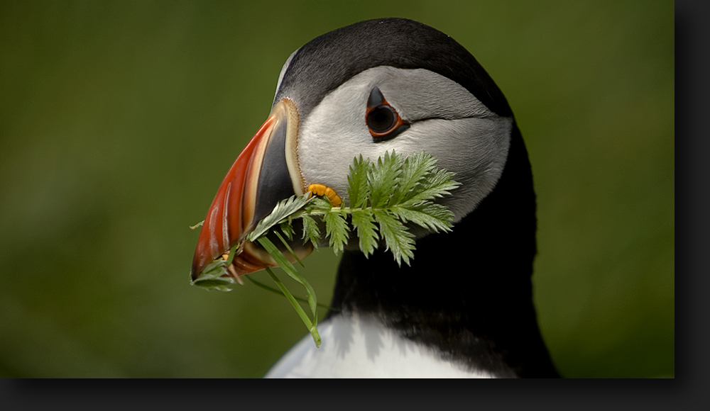 Puffin - Lunga - Inner Hebrides