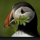 Puffin - Lunga - Inner Hebrides