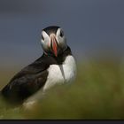 Puffin - Lunga - Inner Hebrides